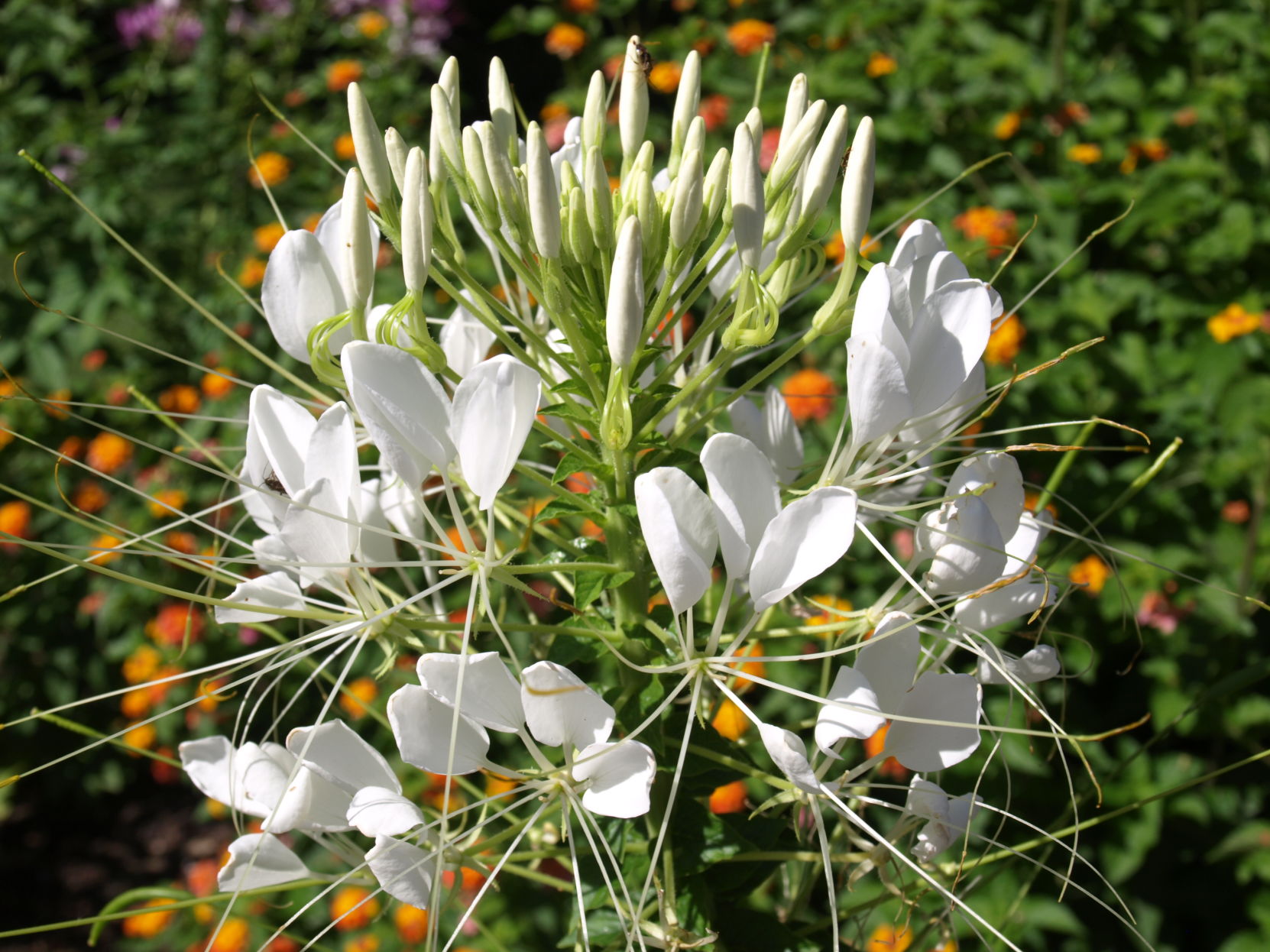 Helen Campbell cleome